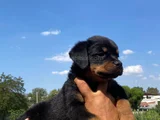Koca Kafa Rottweiller Yavrular Burkemden