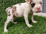 French Buldog Hari̇ka Kizlar