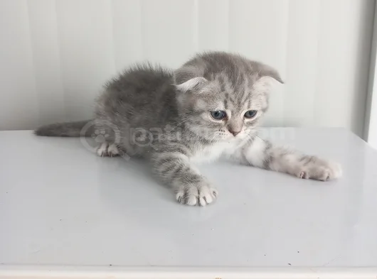 8 Yavru Kedi