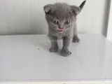 8 Yavru Kedi