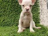 French Buldog Hari̇ka Kizlar