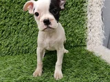 French Buldog Hari̇ka Kizlar