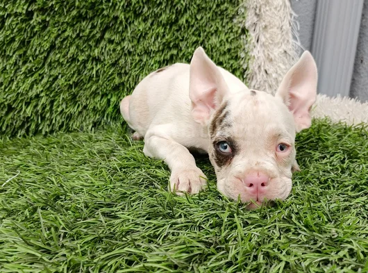 French Buldog Hari̇ka Kizlar
