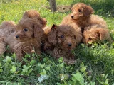 ORJİNAL  MALTİPOO YAVRULARI ANKARA  MAGAZAMIZDA CANLI GÖRÜN