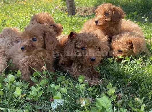 Orji̇nal  Malti̇poo Yavrulari Ankara  Magazamizda Canli Görün