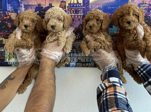 Orji̇nal  Malti̇poo Yavrulari Ankara  Magazamizda Canli Görün görsel