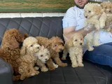 Orji̇nal  Malti̇poo Yavrulari Ankara  Magazamizda Canli Görün