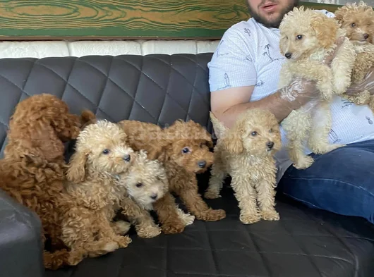 Orji̇nal  Malti̇poo Yavrulari Ankara  Magazamizda Canli Görün görsel