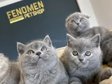 Kedi̇ci̇den Show Kali̇te British Shorthair Yavrulari Ankara