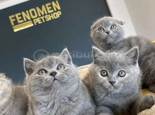 Kedi̇ci̇den Show Kali̇te British Shorthair Yavrulari Ankara görsel