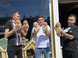 Orji̇nal  Malti̇poo Yavrulari Ankara  Magazamizda Canli Görün