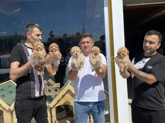Orji̇nal  Malti̇poo Yavrulari Ankara  Magazamizda Canli Görün görsel