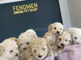 Orji̇nal  Malti̇poo Yavrulari Ankara  Magazamizda Canli Görün