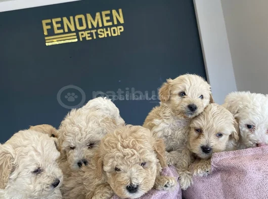 Orji̇nal  Malti̇poo Yavrulari Ankara  Magazamizda Canli Görün görsel