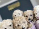 Orji̇nal  Malti̇poo Yavrulari Ankara  Magazamizda Canli Görün