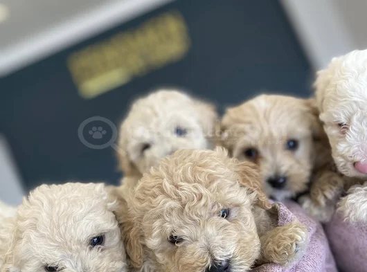 Orji̇nal  Malti̇poo Yavrulari Ankara  Magazamizda Canli Görün görsel
