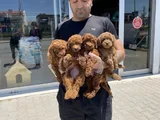 Tr Ni̇n En Güzel Toy Poodle Yavrulari Renk Renk Ankara