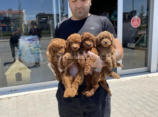 Tr Ni̇n En Güzel Toy Poodle Yavrulari Renk Renk Ankara görsel