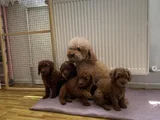 Tr Ni̇n En Güzel Toy Poodle Yavrulari Renk Renk Ankara