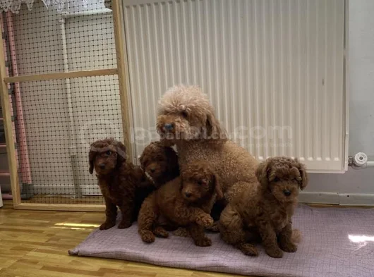 Tr Ni̇n En Güzel Toy Poodle Yavrulari Renk Renk Ankara görsel