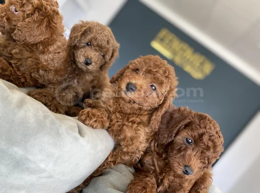 Tr Ni̇n En Güzel Toy Poodle Yavrulari Renk Renk Ankara görsel
