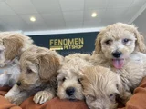 Orji̇nal  Malti̇poo Yavrulari Ankara  Magazamizda Canli Görün