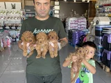 Orji̇nal  Malti̇poo Yavrulari Ankara  Magazamizda Canli Görün