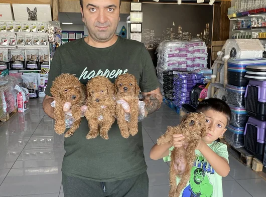 Orji̇nal  Malti̇poo Yavrulari Ankara  Magazamizda Canli Görün görsel