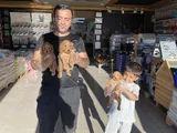 Orji̇nal  Malti̇poo Yavrulari Ankara  Magazamizda Canli Görün