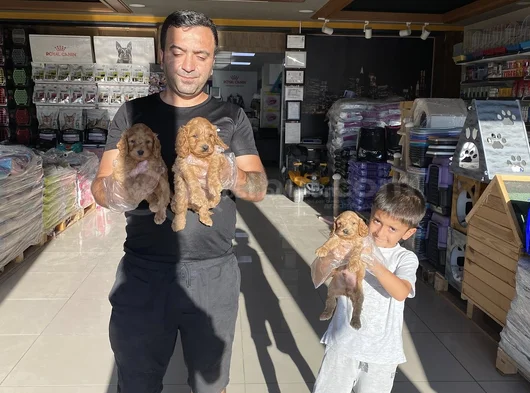 Orji̇nal  Malti̇poo Yavrulari Ankara  Magazamizda Canli Görün görsel