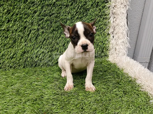 French Buldog Hari̇ka Kizlar görsel