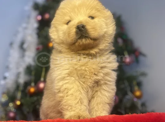 Chow Chow Bebekeler Yeni Ailesini Arıyor