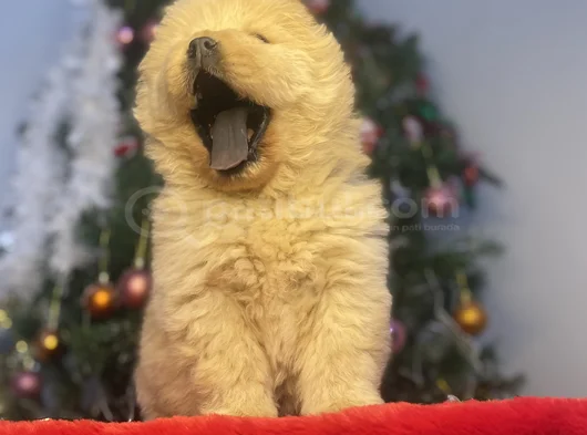 Chow Chow Bebekeler Yeni Ailesini Arıyor görsel