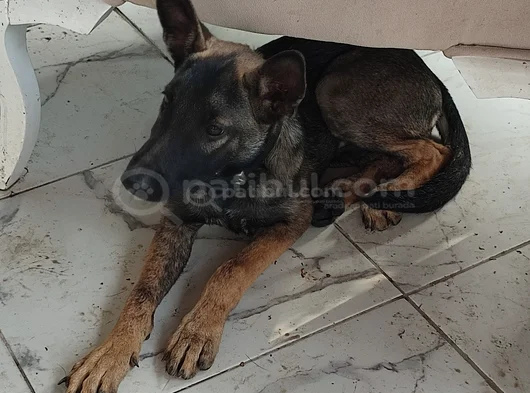 Full Aşili Koyu Mali̇noi̇s Belçi̇ka Kurdu Di̇şi̇