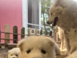 Kartopu Samoyed Yavru