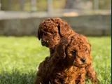 Nadir güzellikte toy poodle yavru