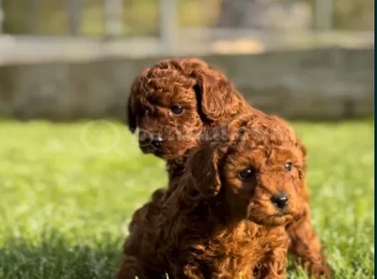 Nadir güzellikte toy poodle yavru