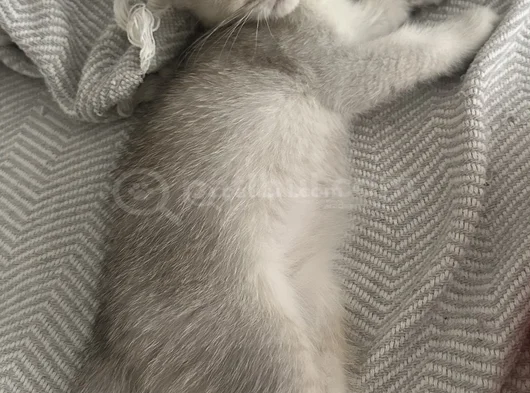 Güzel Gözlü Minik görsel
