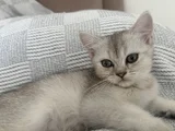 Güzel Gözlü Minik