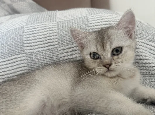 Güzel Gözlü Minik görsel