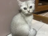 Güzel Gözlü Minik