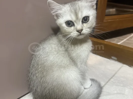 Güzel Gözlü Minik görsel