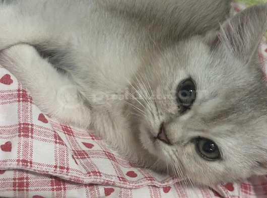 Güzel Gözlü Minik