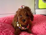 çiflikten Poodle Yavrularımız