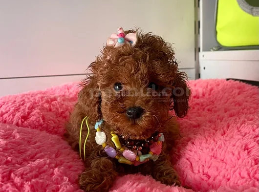 Çiflikten Poodle Yavrularımız