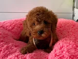 Irk Ve Saglık Garantili Poodle Yavrularımız
