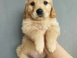 Golden Yavruları