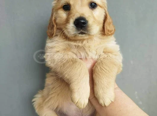 Golden Yavruları görsel