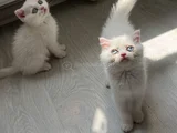 Scottish Fold Dişi Erkek Yavrular 