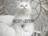 Brtisih golden Scrli bebekler
